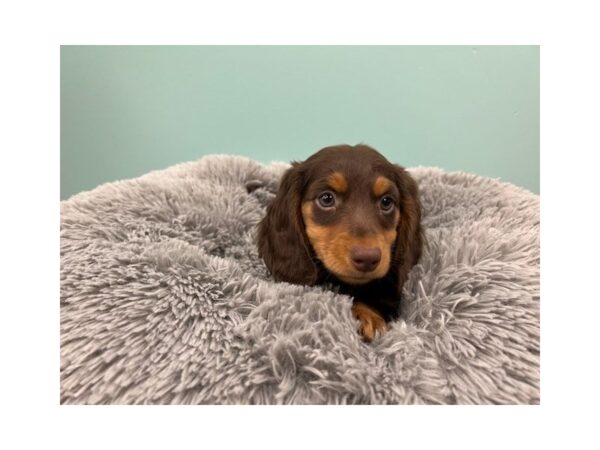 Dachshund-Dog-Male-Chocolate / Tan-1950-Petland Nashville, Tennessee