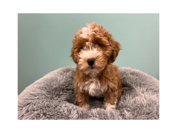 Goldendoodle Mini F1b-Dog-Female-Dark Golden-1945-Petland Nashville, Tennessee