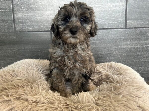 Bernedoodle Mini-Dog-Female-Blue Merle-1882-Petland Nashville, Tennessee