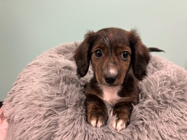 Dachshund-Dog-Female-Brindle-1963-Petland Nashville, Tennessee
