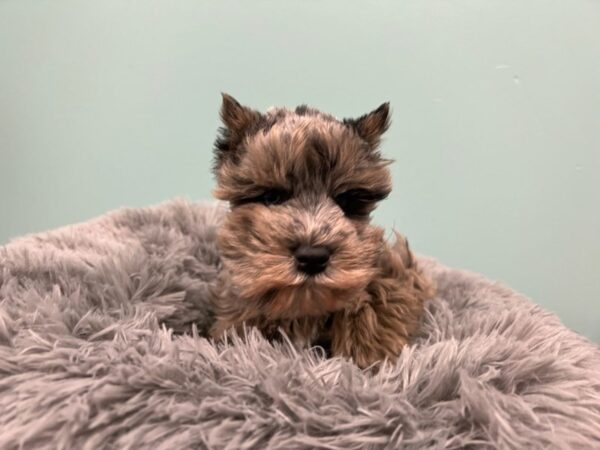 Confetti Schnauzer-Dog-Male-Blue Merle-1959-Petland Nashville, Tennessee