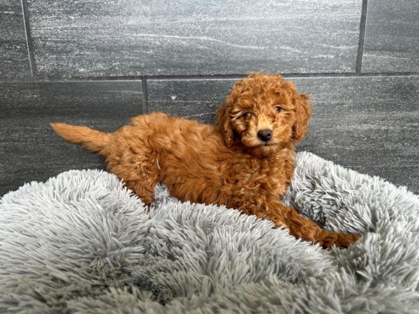 Goldendoodle Mini F1b-Dog-Male-Dark Golden-1958-Petland Nashville, Tennessee