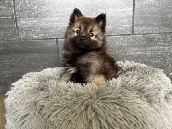 Keeshond-Dog-Female-GRAY SILVER & BLACK-1944-Petland Nashville, Tennessee