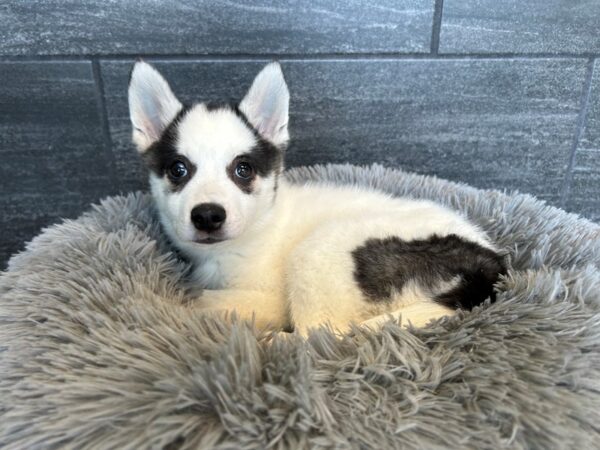 Kleekimo-Dog-Male-blk/wht-1997-Petland Nashville, Tennessee