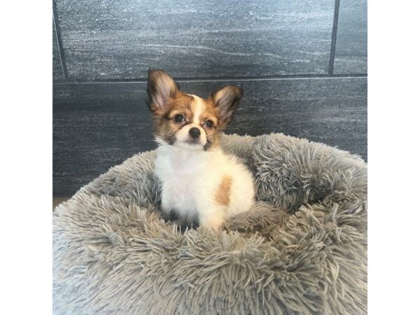 Papillon-Dog-Male-White / Red-1990-Petland Nashville, Tennessee