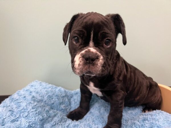 French Bulldog/Bull Mastiff Dog Male Black / White 1988 Petland Nashville, Tennessee