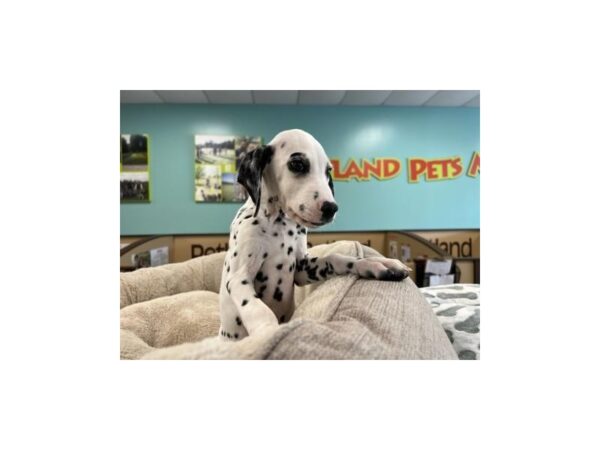 Dalmatian-Dog-Male-White / Black-1996-Petland Nashville, Tennessee
