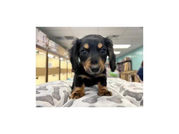 Dachshund-Dog-Female-blk/tan-2008-Petland Nashville, Tennessee