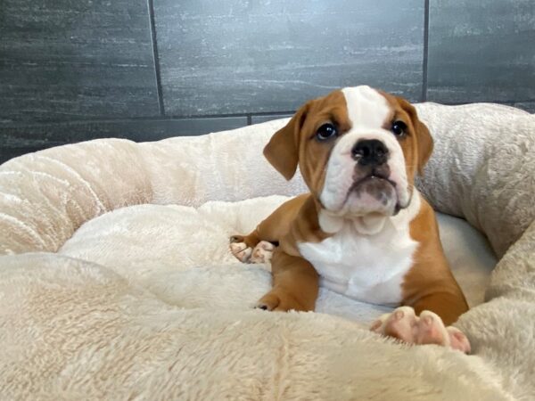Victorian Bulldog-Dog-Male-Fawn / White-2001-Petland Nashville, Tennessee