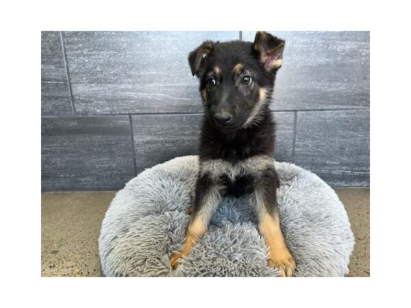 German Shepherd Dog-Dog-Male-Black / Tan-1884-Petland Nashville, Tennessee