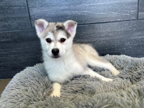 Pomski-Dog-Male-Blue Merle and White-1901-Petland Nashville, Tennessee