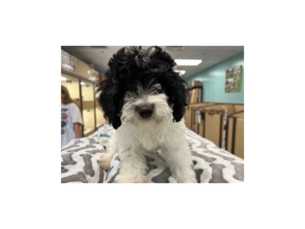 Bernedoodle Mini-Dog-Male-Black / White-2003-Petland Nashville, Tennessee