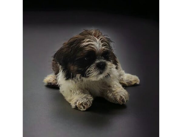 Shih Tzu/Bichon Frise-Dog-Male-Black White / Brown-2016-Petland Nashville, Tennessee