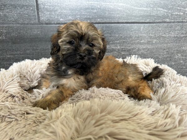 Shih -Poo-Dog-Male-Gold-1998-Petland Nashville, Tennessee