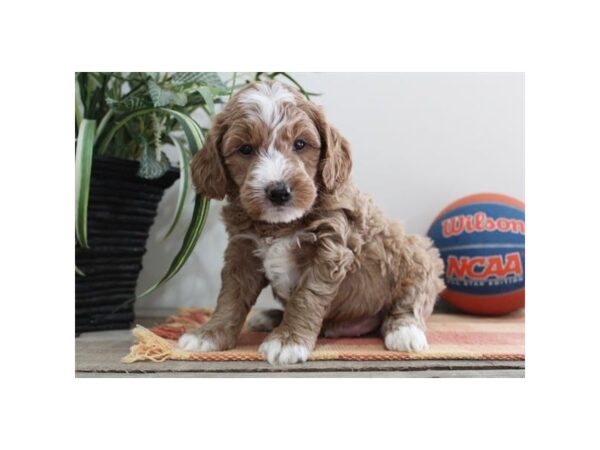 Goldendoodle Mini F1b-Dog-Male-Red-2030-Petland Nashville, Tennessee