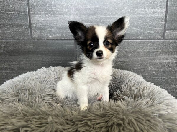Papillon-Dog-Female-White and Sable-2031-Petland Nashville, Tennessee