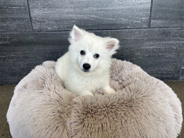 American Eskimo-Dog-Male-White-2035-Petland Nashville, Tennessee