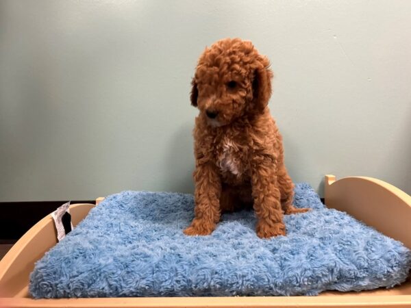 Moyen Goldendoodle Dog Female red 2027 Petland Nashville, Tennessee