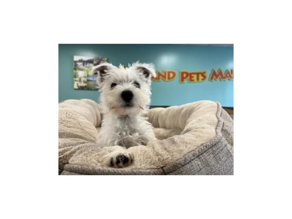 West Highland White Terrier-Dog-Female-White-2062-Petland Nashville, Tennessee