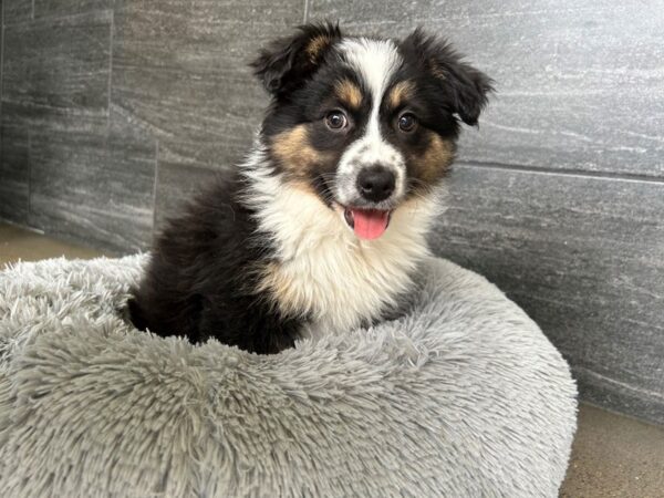 Miniature American Shepherd-Dog-Female-Black-1942-Petland Nashville, Tennessee
