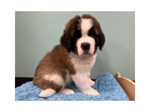 Saint Bernard-Dog-Male-Brown / White-1999-Petland Nashville, Tennessee