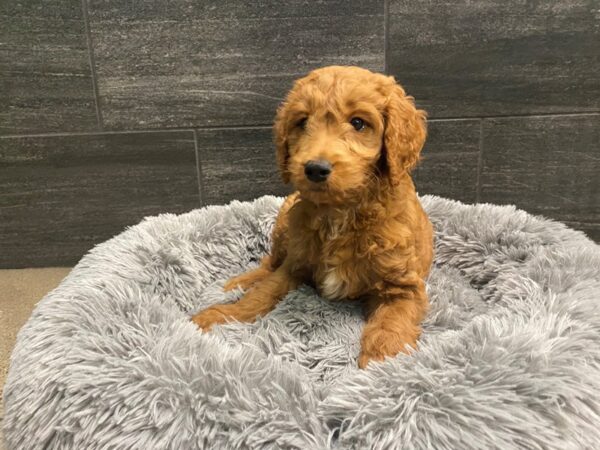 Moyen Goldendoodle-Dog-Male-red-2026-Petland Nashville, Tennessee