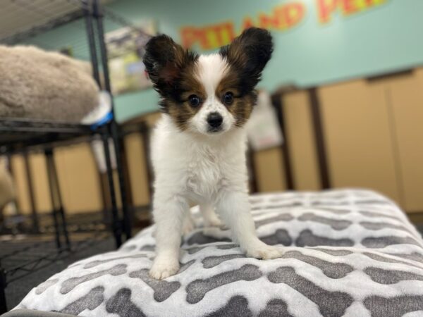 Papillon-Dog-Male-White and Red-2011-Petland Nashville, Tennessee