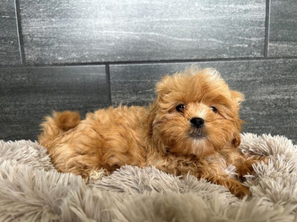 Pekapoo-Dog-Male-cream sable-2028-Petland Nashville, Tennessee