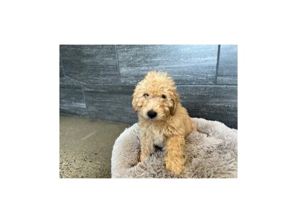 Goldendoodle-Dog-Male-Golden-2047-Petland Nashville, Tennessee