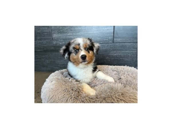 Miniature American Shepherd-Dog-Male-Blue Merle White and Tan-2044-Petland Nashville, Tennessee