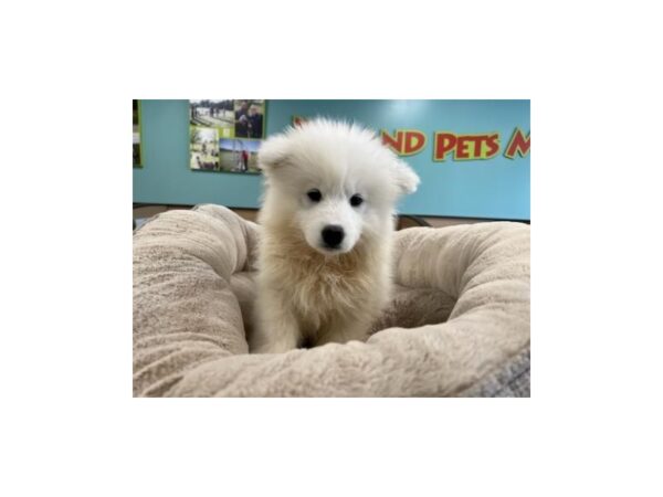 Samoyed-Dog-Female-White-2058-Petland Nashville, Tennessee