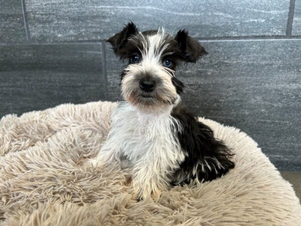 Confetti Schnauzer-Dog-Male-Black and White-2078-Petland Nashville, Tennessee