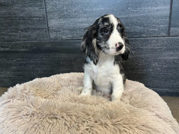 Cock A Poo-Dog-Male-Blue Merle-2104-Petland Nashville, Tennessee