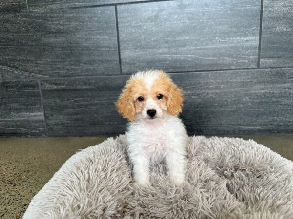 Bichon Poo-Dog-Male-Cream and White-2089-Petland Nashville, Tennessee