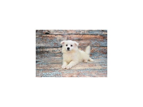 American Eskimo-Dog-Female-White-2109-Petland Nashville, Tennessee