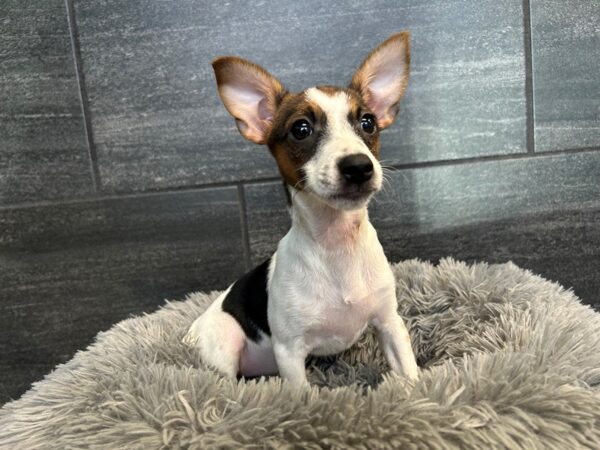 Jack Russell Terrier-Dog-Female-Black White / Tan-2121-Petland Nashville, Tennessee