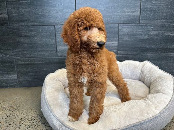 Poodle Standard-Dog-Male-Red-2148-Petland Nashville, Tennessee