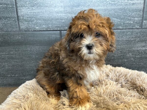 Shihpoo-Dog-Female-Sable-2105-Petland Nashville, Tennessee