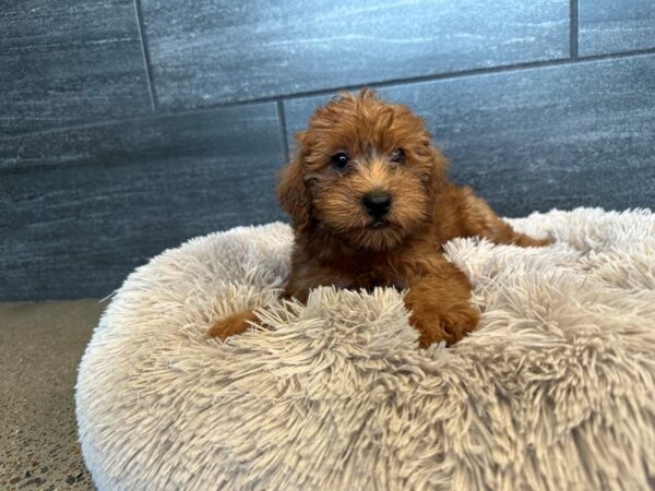 Whoodle-Dog-Male-Red Sable-2181-Petland Nashville, Tennessee