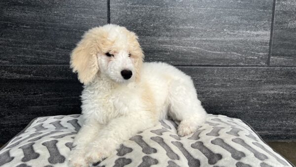 [#L05133] Cream F Standard Poodle Puppies for Sale