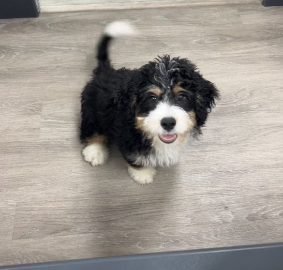 [#242456-01] Tri-Colored M Bernedoodle Mini Puppies for Sale