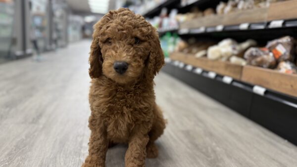 [#24200-02] Red M Poodle Standard Puppies for Sale