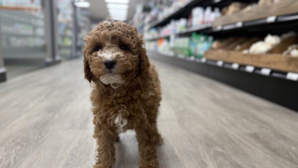 [#243552-01] Red M Goldendoodle Mini 2nd Gen Puppies for Sale
