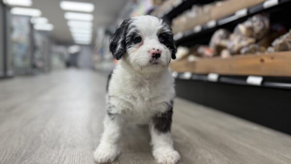 [#243541-05] Black Tan / White F Bernedoodle Mini 2nd Gen Puppies for Sale