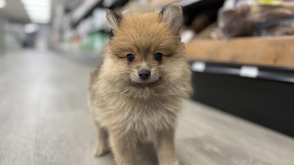 [#L15115] Orange Sable M Pomeranian Puppies for Sale