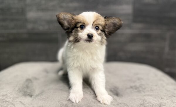 [#L15959] White and Sable M Papillon Puppies for Sale