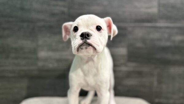 [#24566-08] F English Bulldog Puppies for Sale
