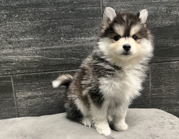 [#243817-04] Black / White F Pomsky Puppies for Sale