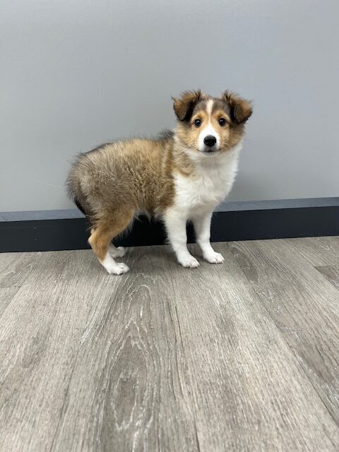 [#M00965] Sable and White M Shetland Sheepdog Puppies for Sale