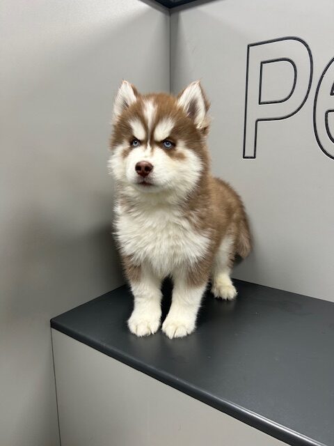 [#2564-04] Red / White M Siberian Husky Puppies for Sale